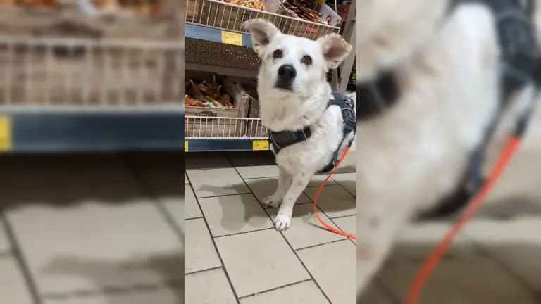 Zakupy z psem w Niemczech