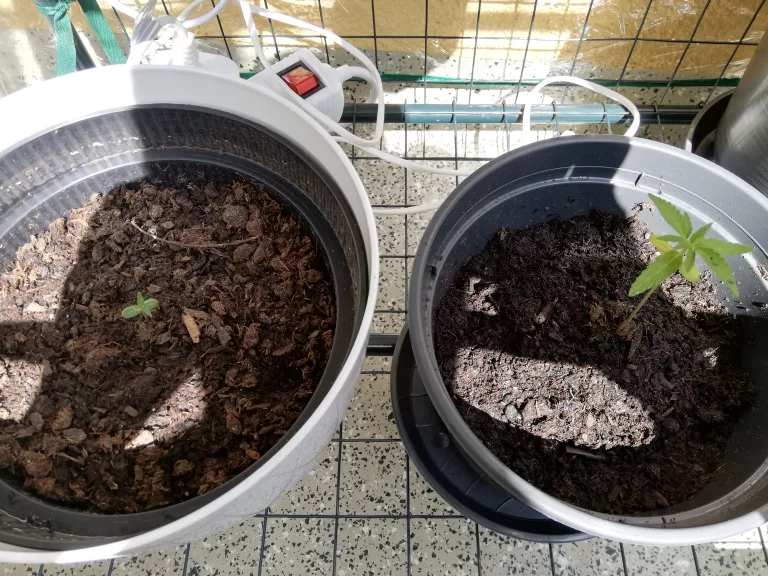 Pflanze 2 / Teil 1: Cannabis-Anbau auf der Fensterbank – Dein Start ins Home-Growing!