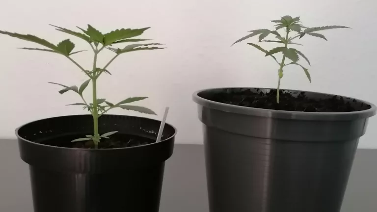 Fensterbank vs. Künstliches Licht: Der ultimative Vergleich beim Cannabisanbau