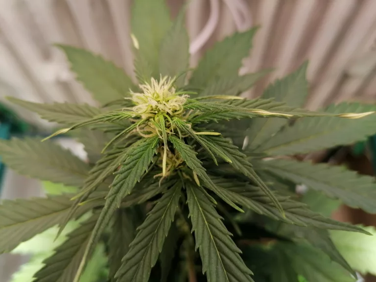 Cannabispflanze: Welche Teile werden wirklich geraucht?