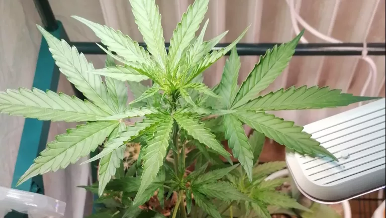 Mein Bericht über den Anbau meiner „Sticky Orange XXL Automatic“ Cannabispflanze