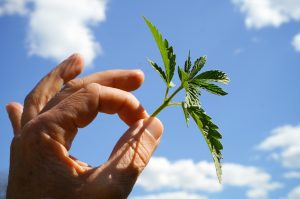 Read more about the article Cannabis Club: Wie die Legalisierung oder Teillegalisierung zu beträchtlichen Einnahmen führt