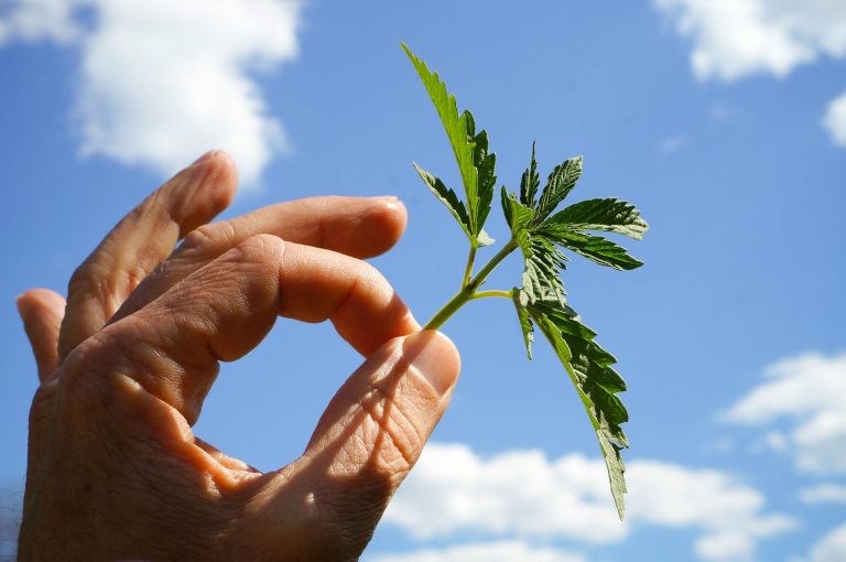 Cannabis Club: Wie die Legalisierung oder Teillegalisierung zu beträchtlichen Einnahmen führt