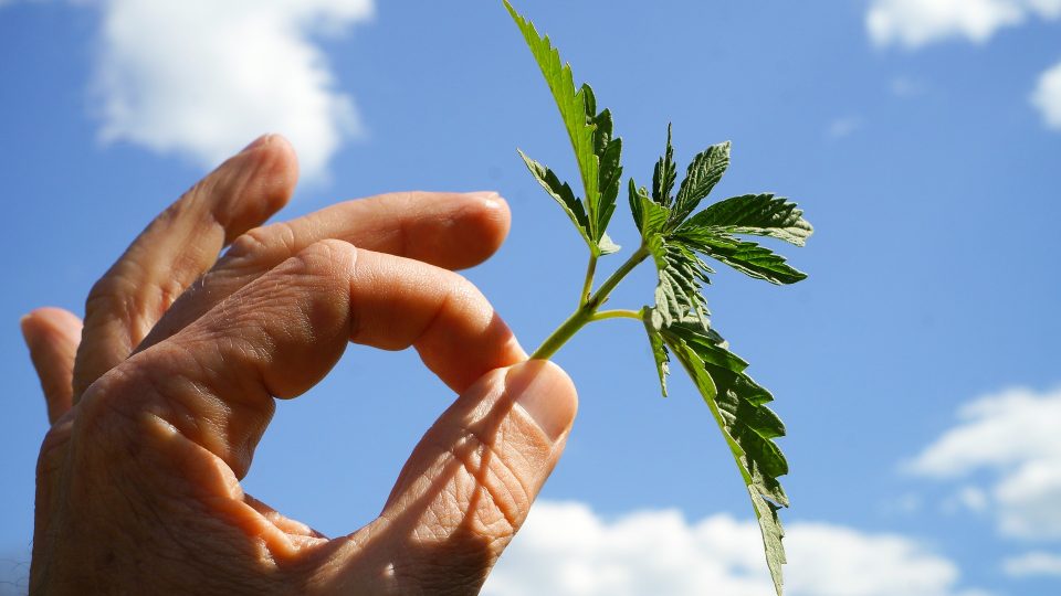Cannabis Club: Wie die Legalisierung oder Teillegalisierung zu beträchtlichen Einnahmen führt