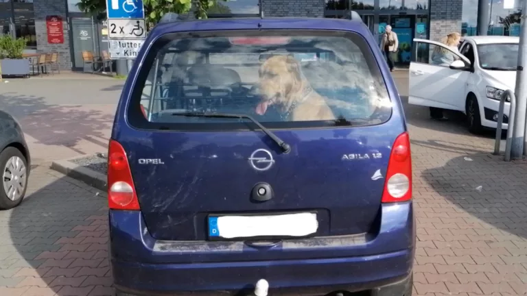 Lass deinen Hund nicht im heißen Auto